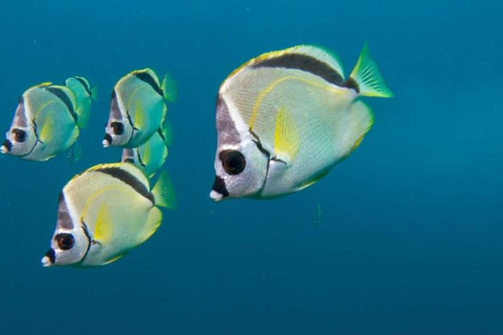 blacknosed-butterflyfish